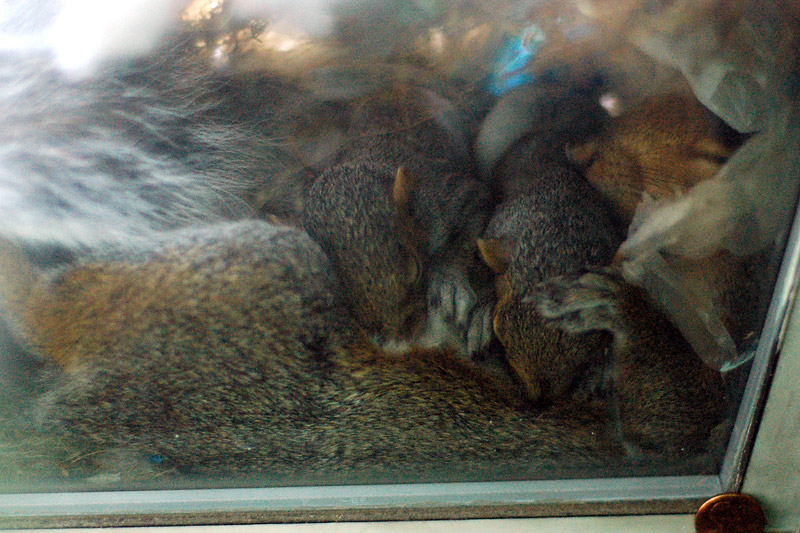 squirrels